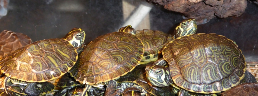 Dierenspeciaalzaak A. van – alles voor uw waterschildpadden